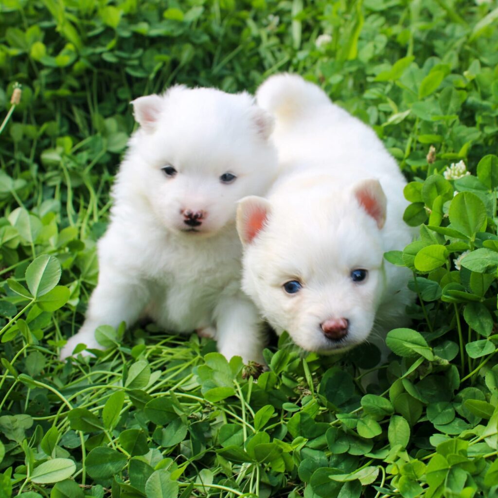 WhatsApp Image 2025-01-13 at 13.06.59 (3) deux bebe pomsky