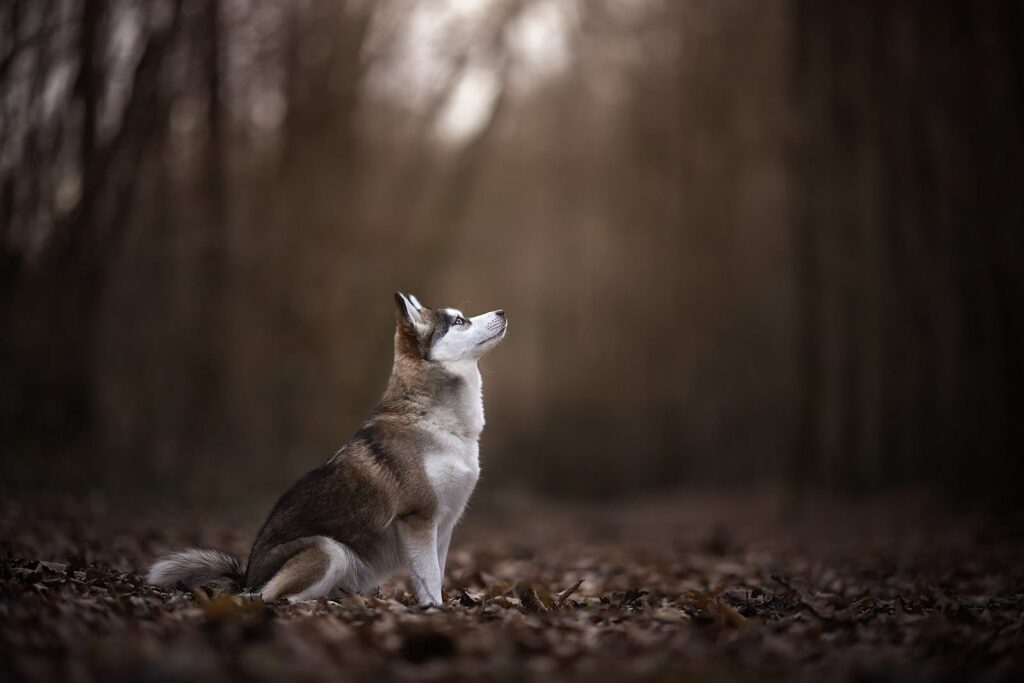 talessi une de nos maman pomsky